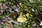 Coastal groundcherry